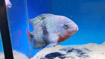 Black Belt Cichlid - Vieja Maculicauda