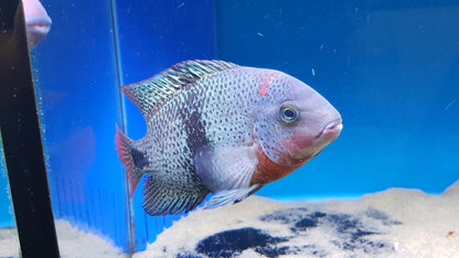 Black Belt Cichlid - Vieja Maculicauda