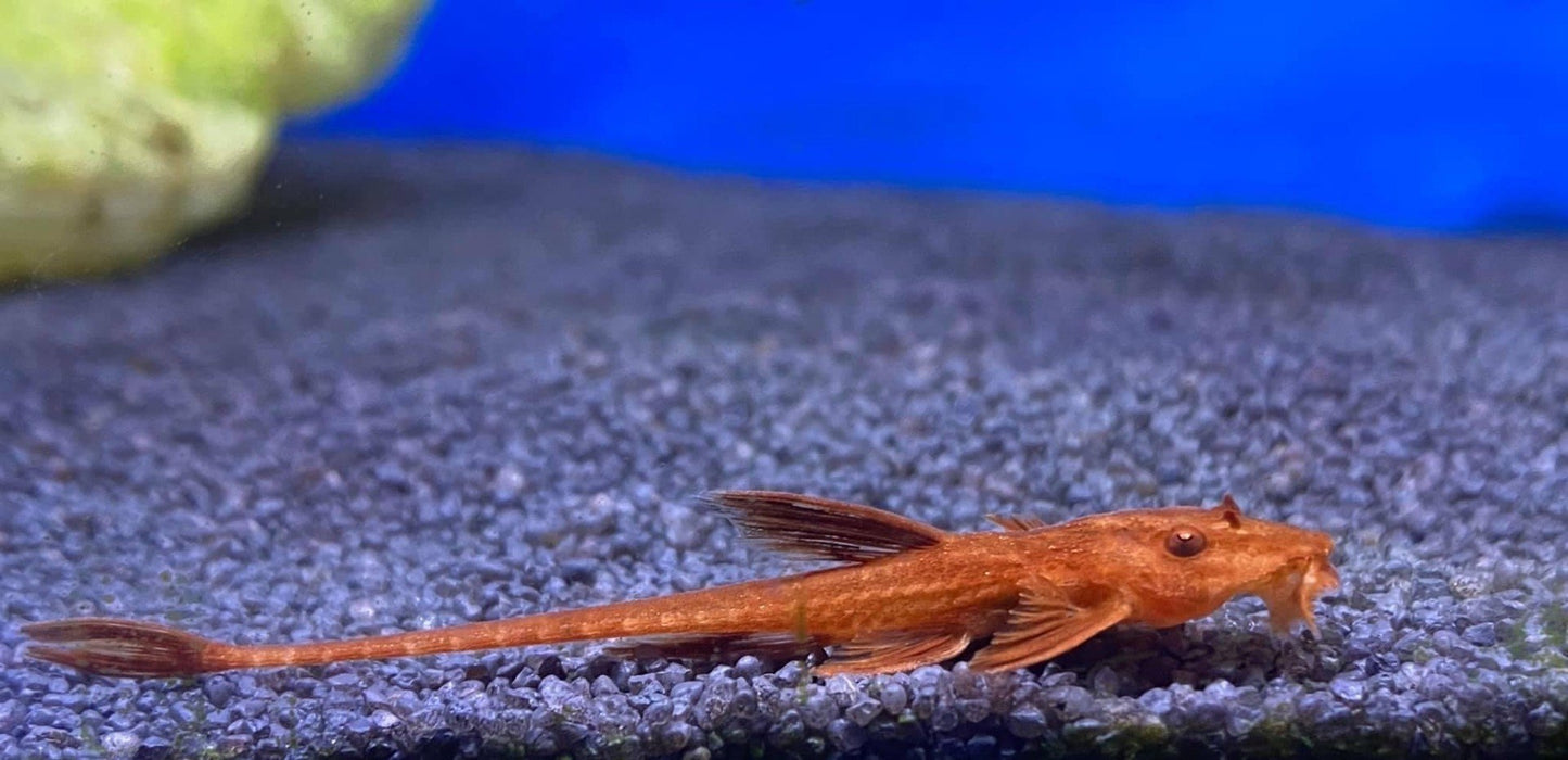 Blood Red Whiptail Catfish - L010A Rineloricaria Sp