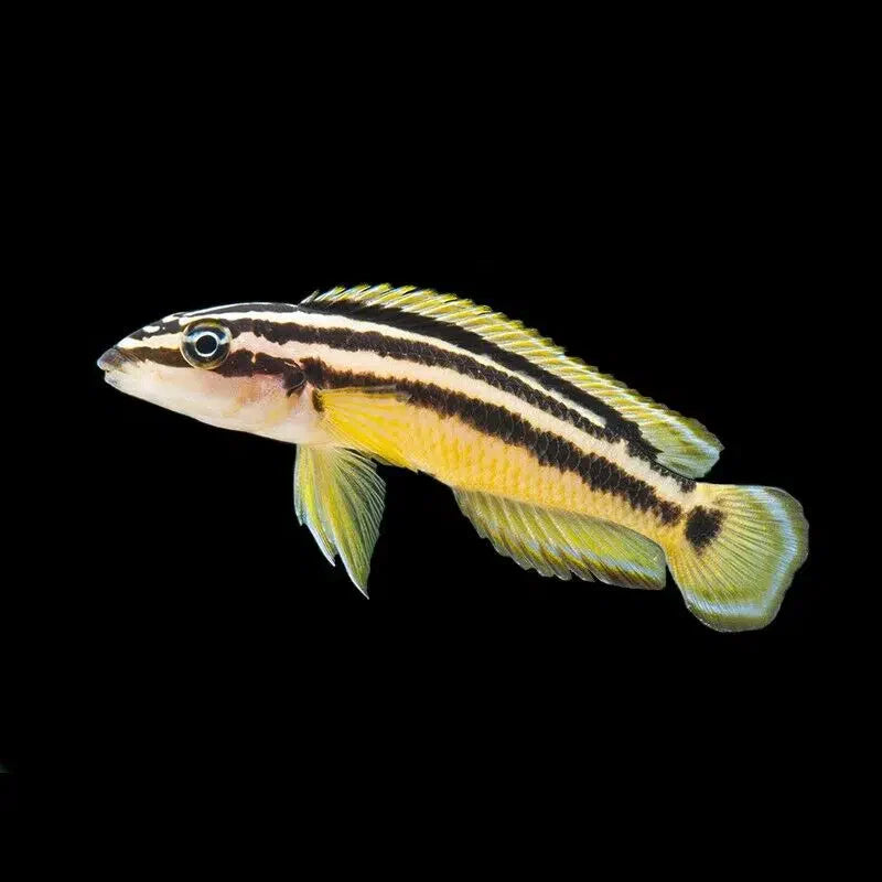 Golden Julie Cichlid - Julidochromis Ornatus
