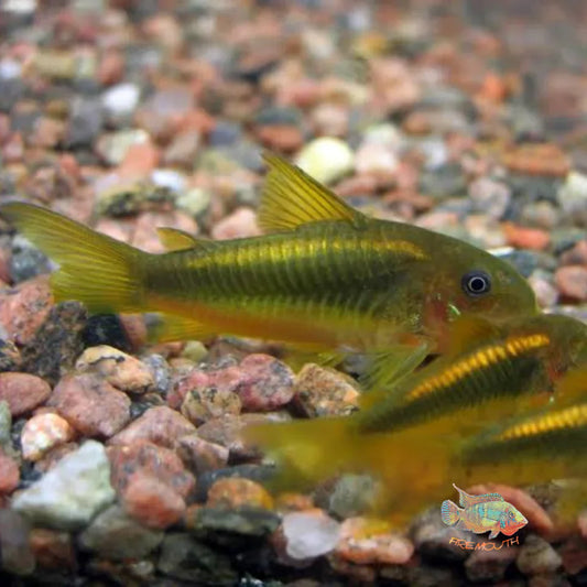 Neon Albino Cory - Corydoras Aeneus Neon Gold Stripe