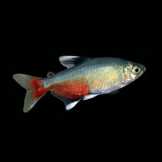 Bloodfin Tetra - Aphyocharax Rathbuni