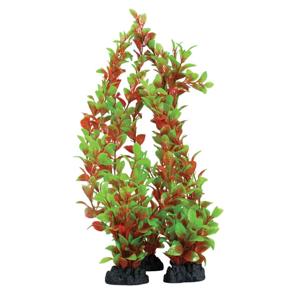 Hugo Kamishi Red & Green Ludwigia - Available In 2 Sizes