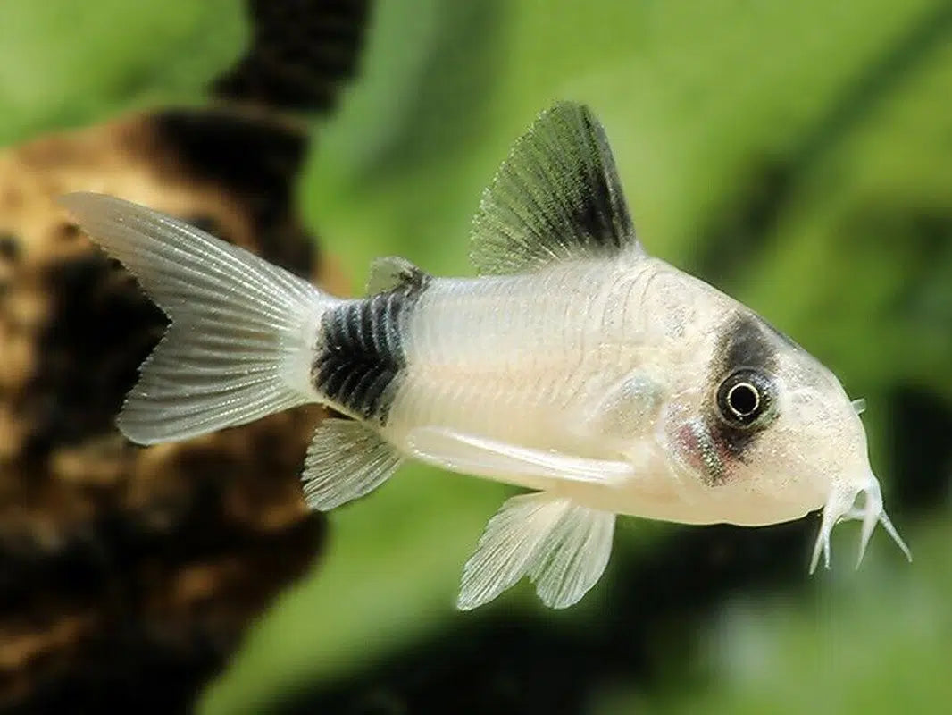 Panda Cory - Corydoras Panda