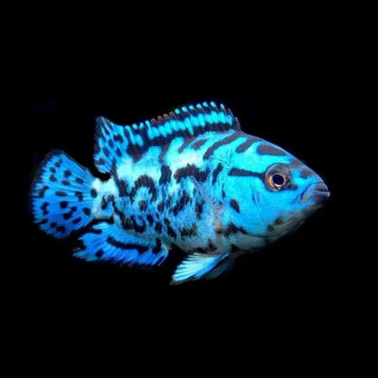 Electric Blue Jack Dempsey - Rocio Octofasciata