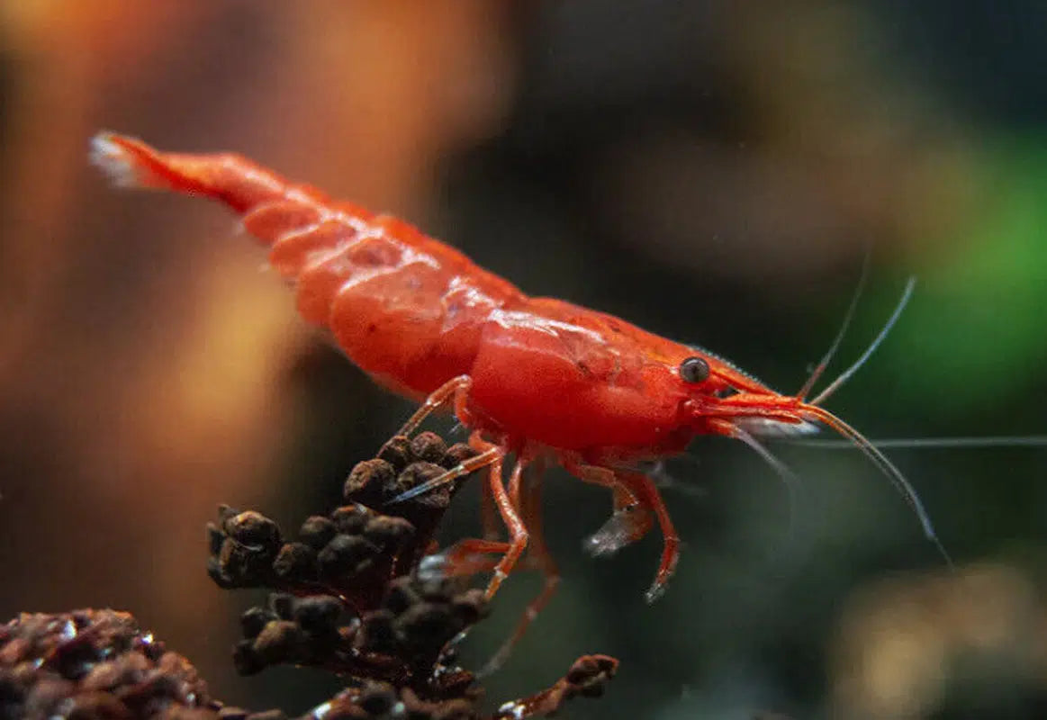 Cherry Red Shrimp - Neocardina Denticulata