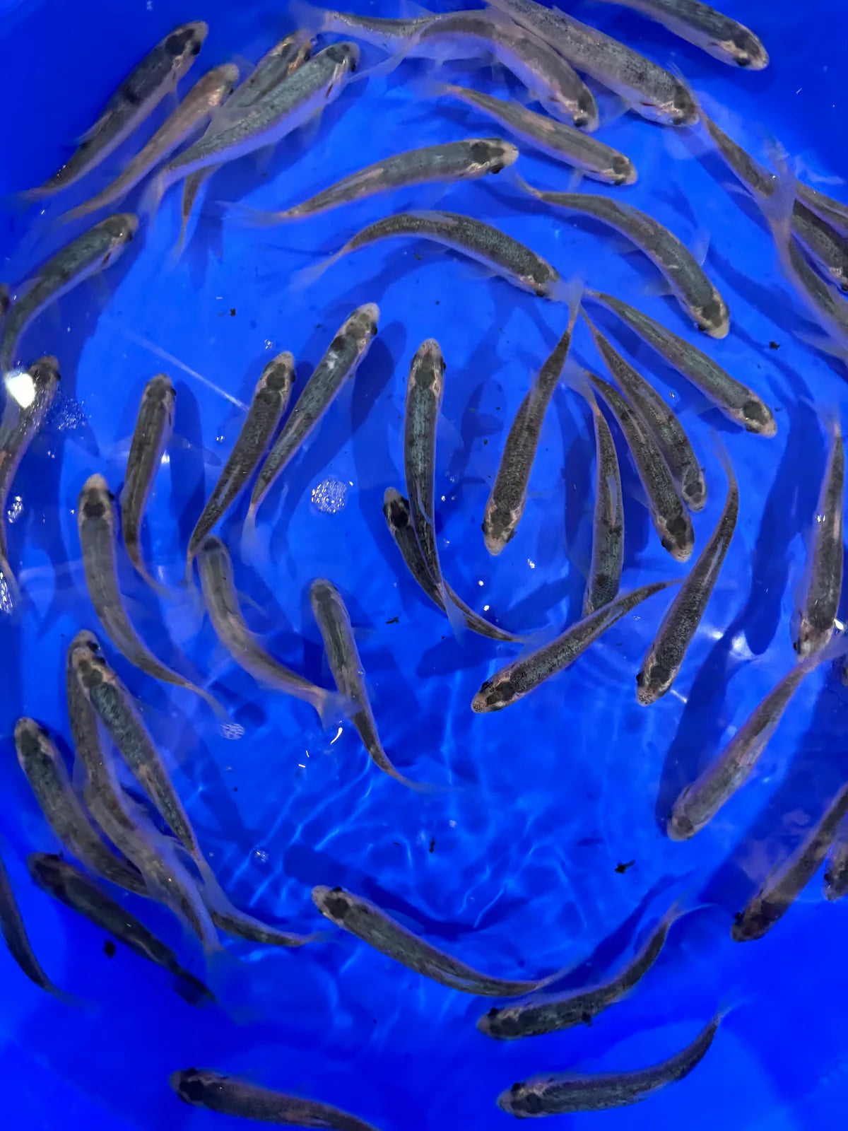 Blue Orfe 4-5 Inch