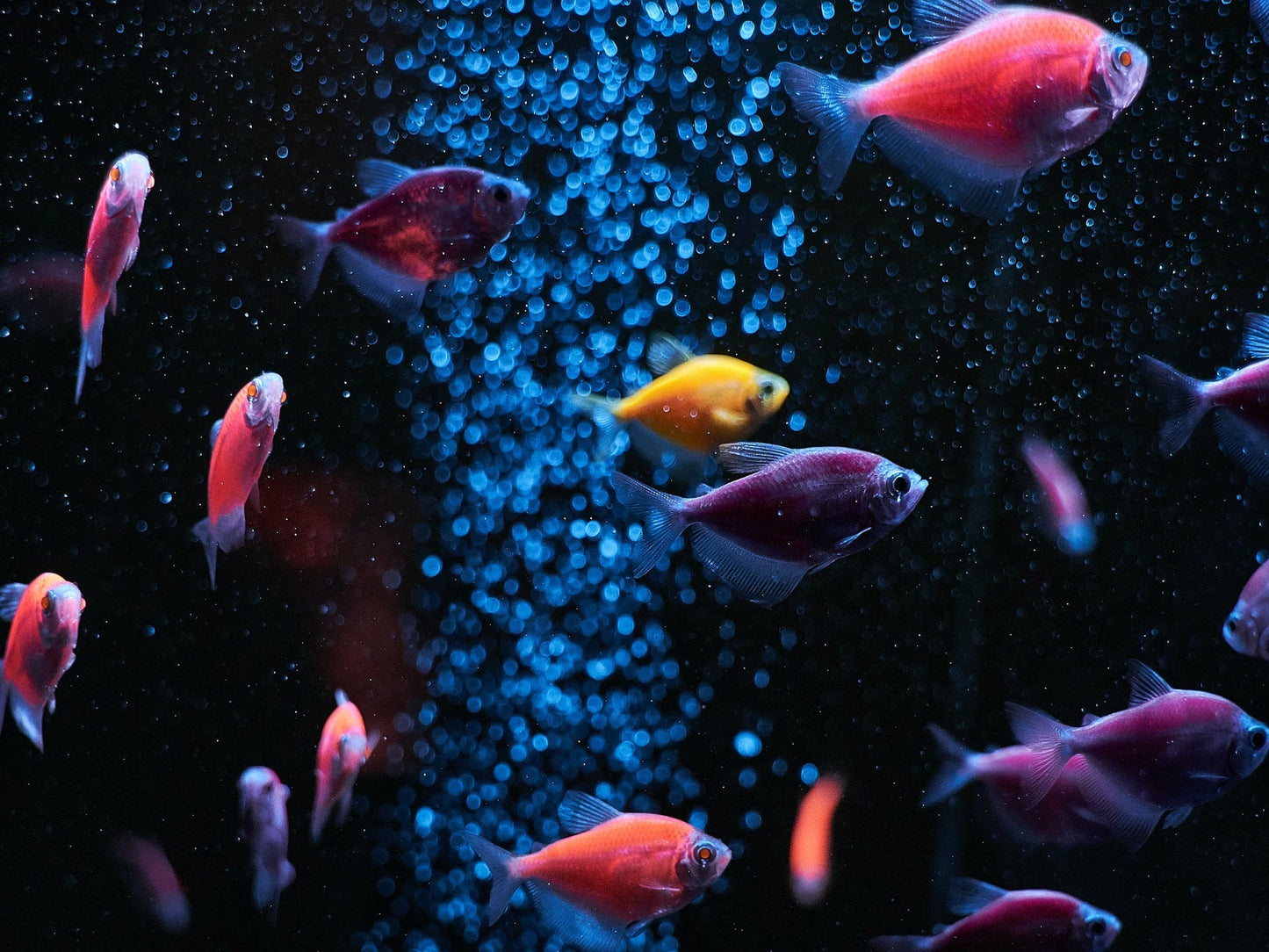 SuperFish Retro LED "Combi" - Available In 7 Sizes