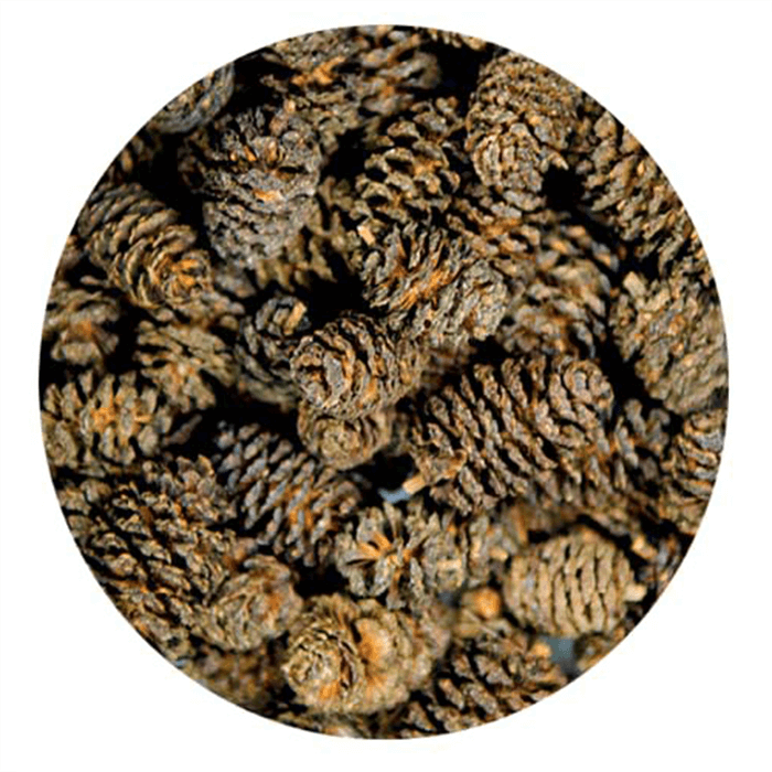Hobby Alder Cones 50X