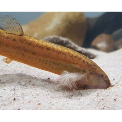 Aquarium Sand - Available In 2 Sizes