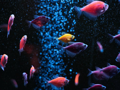 SuperFish Retro LED "Bright" - Available In 9 Sizes