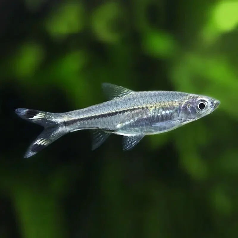 Scissortail Rasbora - Rasbora Trilineata