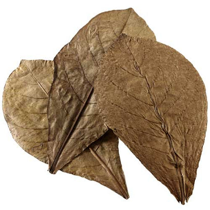 Hobby Nano Catappa Leaves