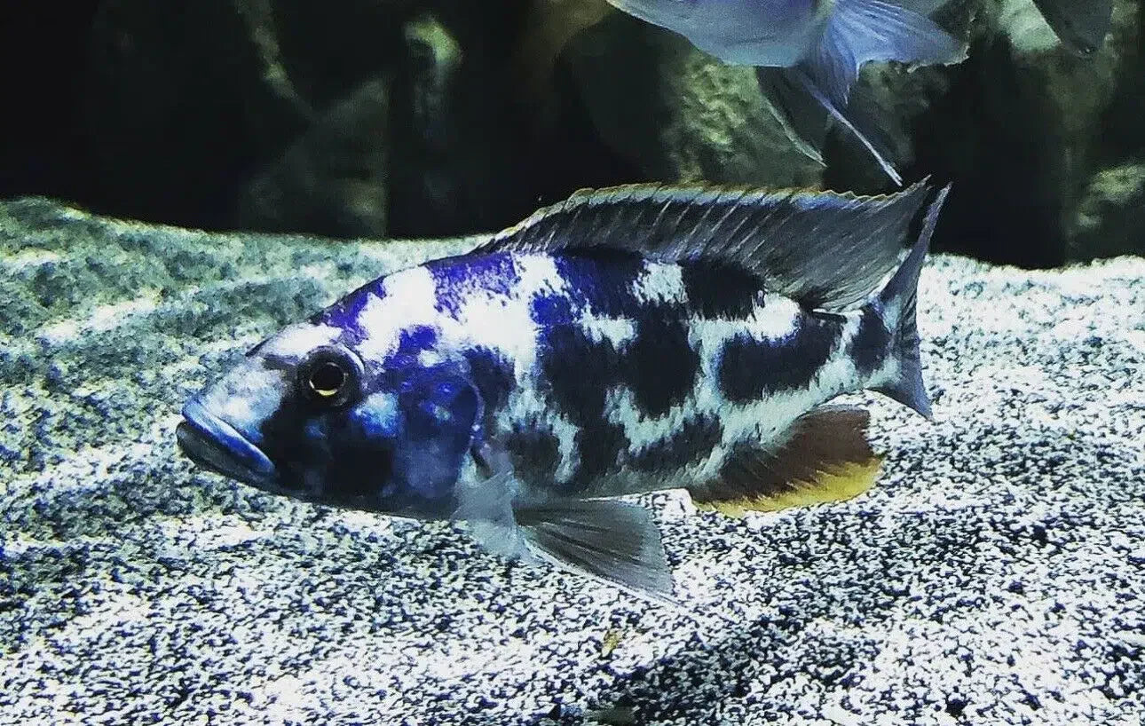 LARGE Livingston's Cichlid - Haplochromis Livingstonii
