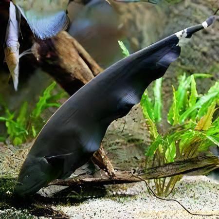 Black Ghost Knife Fish - Apteronotus Albifrons