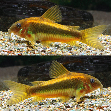 Neon Albino Cory - Corydoras Aeneus Neon Gold Stripe