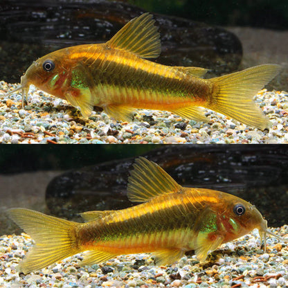 Neon Albino Cory - Corydoras Aeneus Neon Gold Stripe