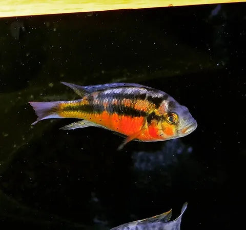Rock Kribensis Cichlid - Haplochromis (Paralabidochromis) Sauvagei