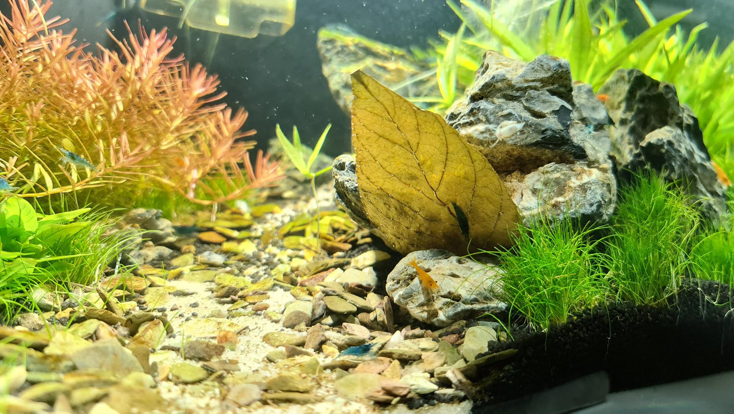 Dennerle Shrimp King Dadap Leaves