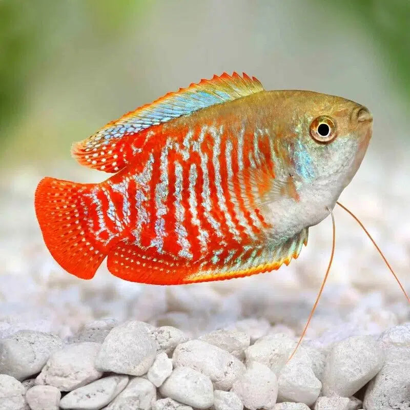 Flame Red Dwarf Gourami - Trichogaster Lalius