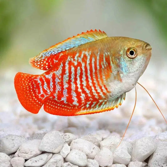 Flame Red Dwarf Gourami - Trichogaster Lalius