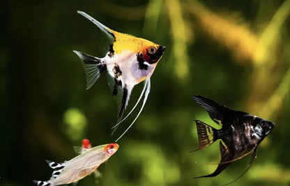 Mixed Angelfish - Pterophyllum Scalare