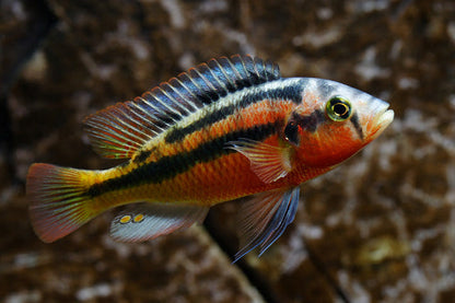 Rock Kribensis Cichlid - Haplochromis (Paralabidochromis) Sauvagei