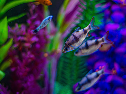 SuperFish Retro LED "Combi" - Available In 7 Sizes