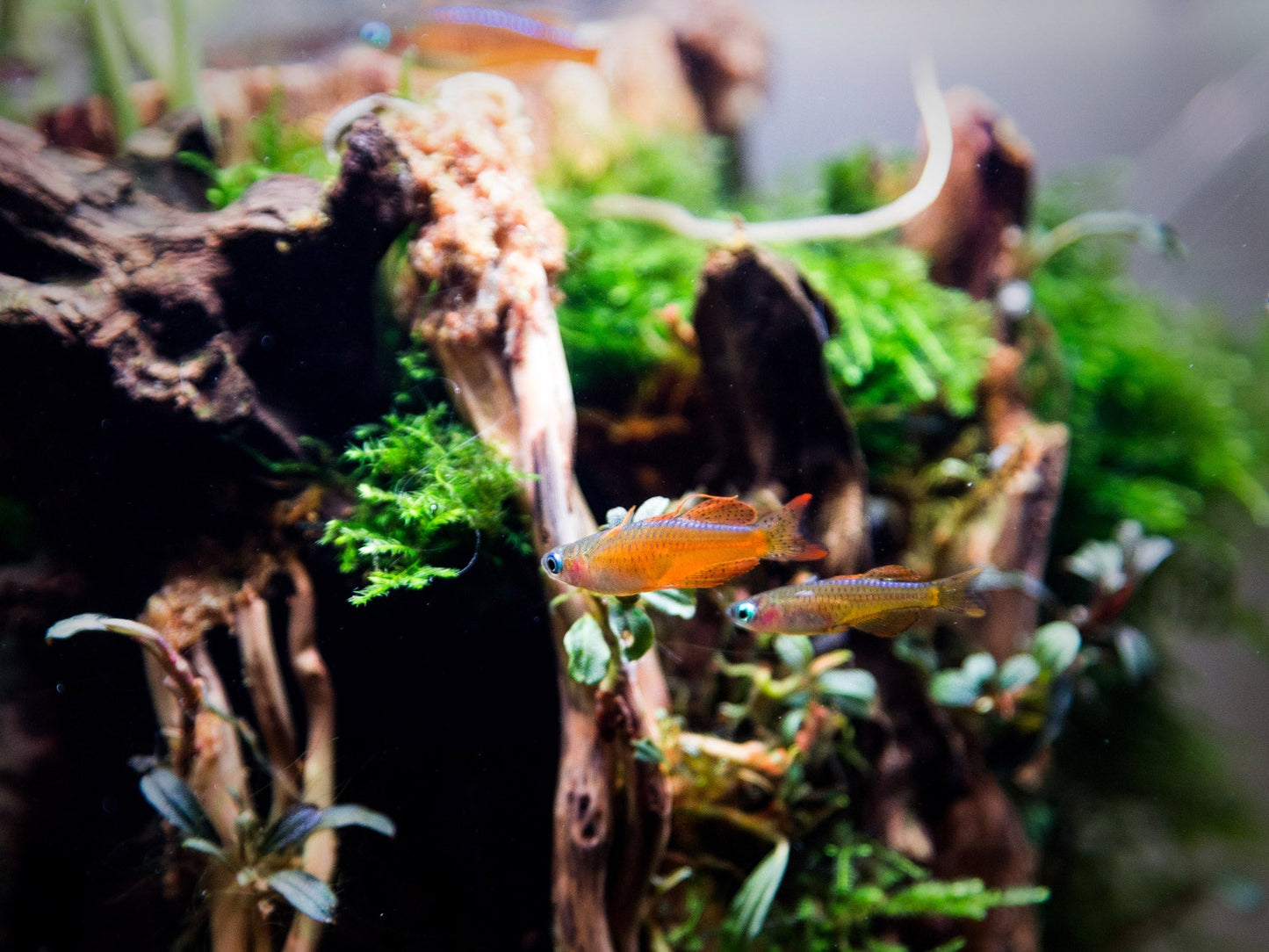 Superfish Starter Fish Tank - Available In 6 Sizes & 2 Colours