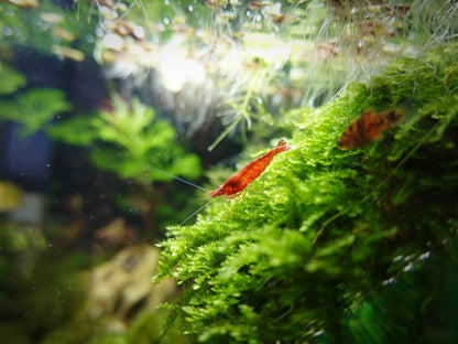 Superfish Starter Fish Tank - Available In 6 Sizes & 2 Colours
