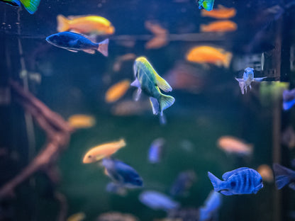 SuperFish Retro LED "Bright" - Available In 9 Sizes