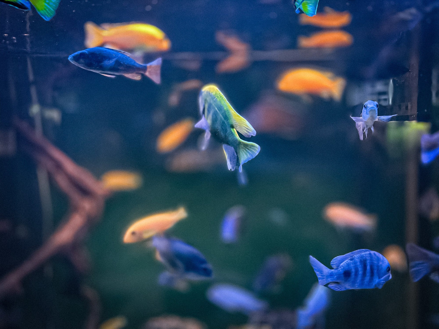 SuperFish Retro LED "Combi" - Available In 7 Sizes