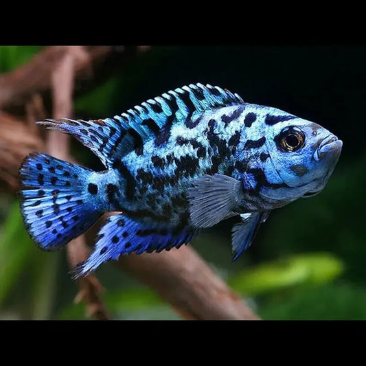 Electric Blue Jack Dempsey - Rocio Octofasciata