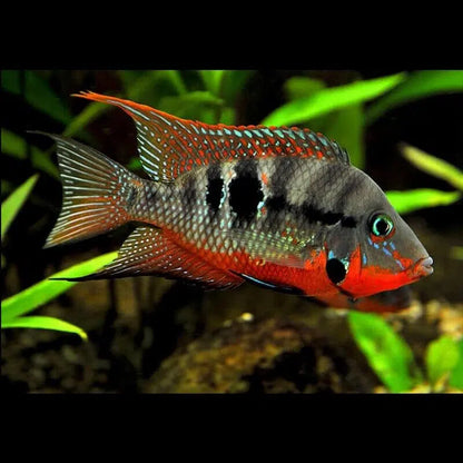 Firemouth Cichlid - Thorichthys Meeki