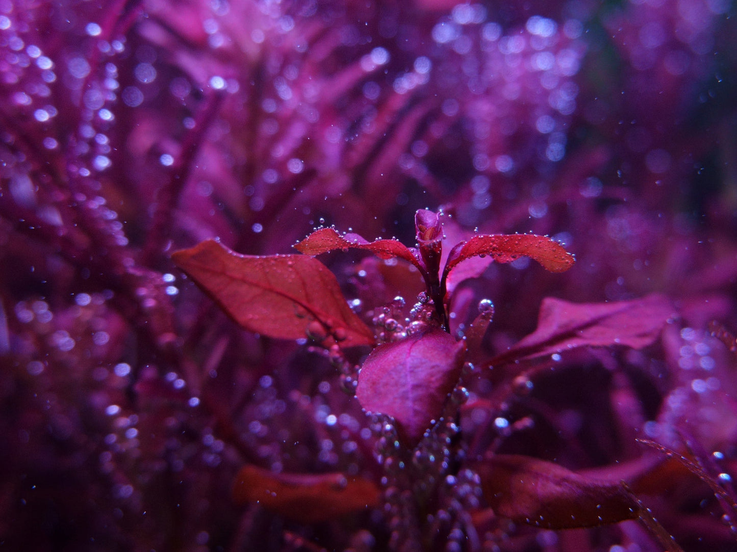 SuperFish Retro LED "Bright" - Available In 9 Sizes