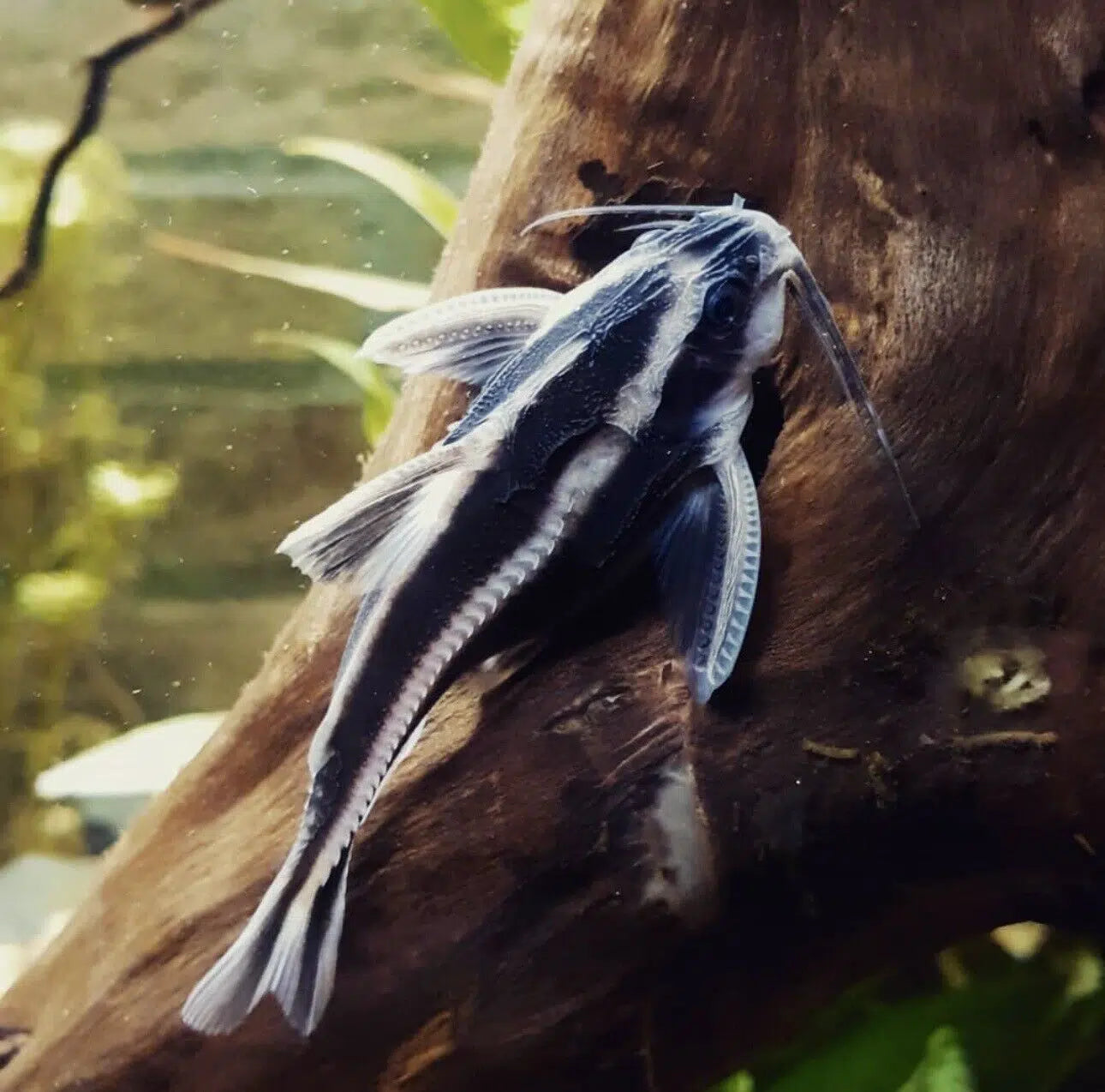 Striped Raphael Dora Catfish - Platydoras Armatulus