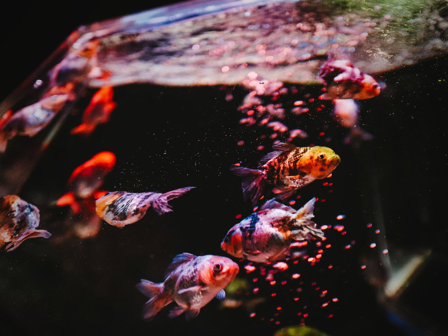 SuperFish Retro LED "Combi" - Available In 7 Sizes
