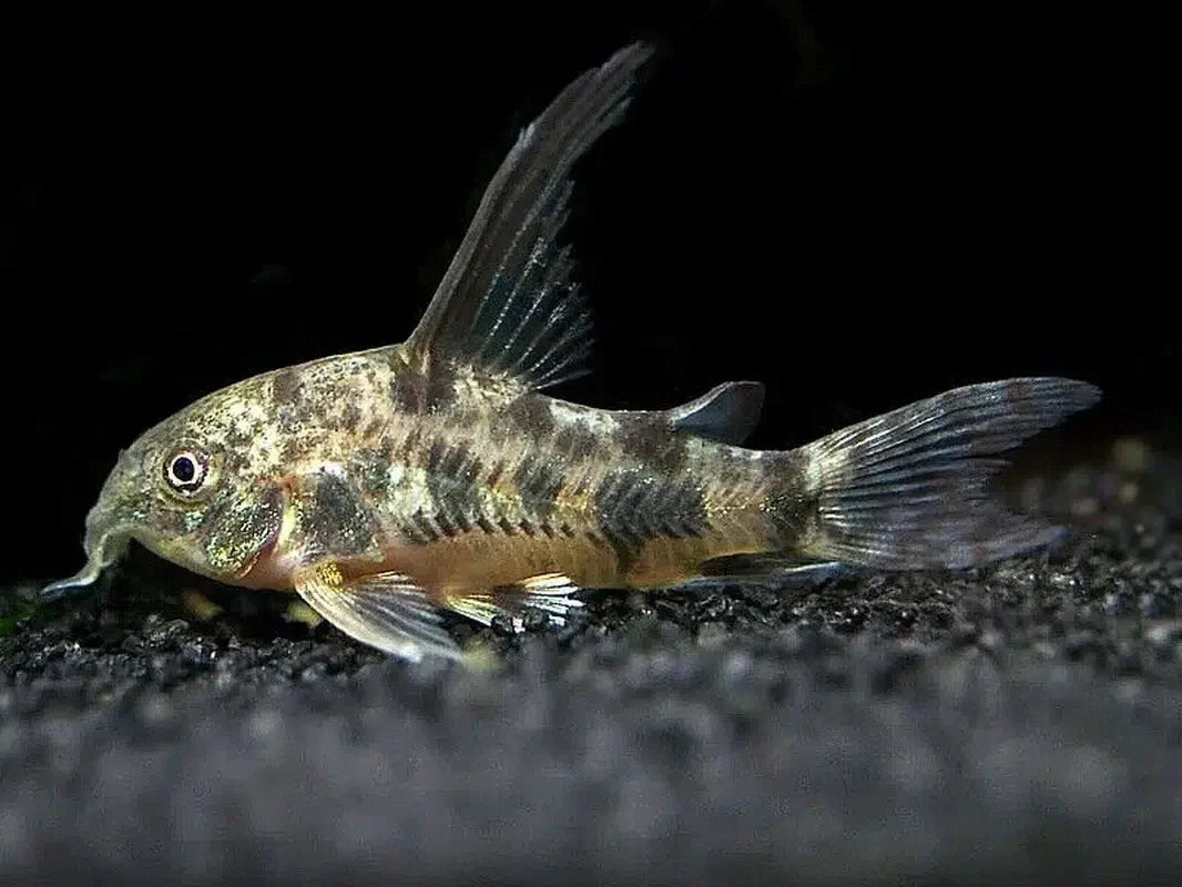 Double Long Fin Peppered Cory - Corydoras Paleatus