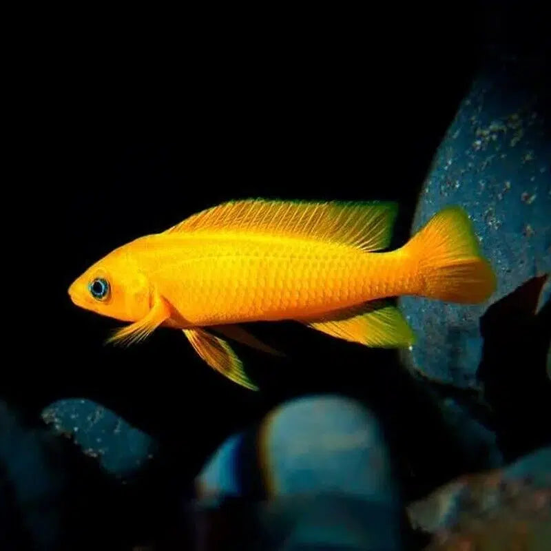 Lemon Cichlid - Neolamprologus Leleupi