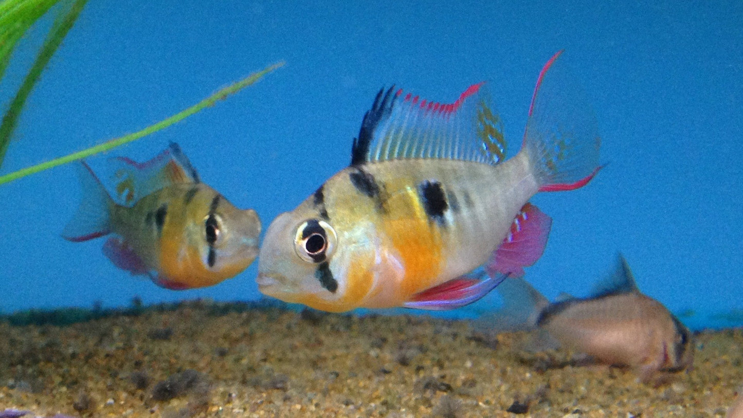 Bolivian Ram Cichlid - Mikrogeophagus Altispinosus
