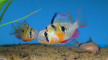 Bolivian Ram Cichlid - Mikrogeophagus Altispinosus