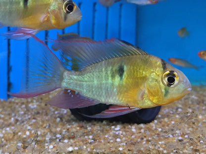 Bolivian Ram Cichlid - Mikrogeophagus Altispinosus