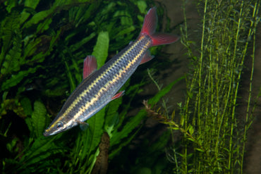 Anostomus Headstander