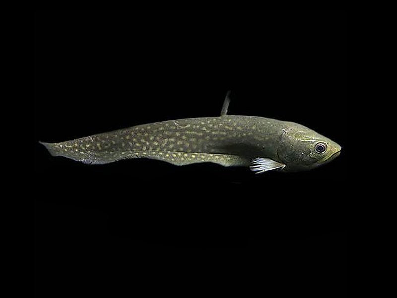 Arowana Knifefish - Papyrocranus Afer