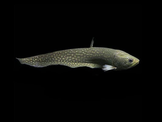 Arowana Knifefish - Papyrocranus Afer