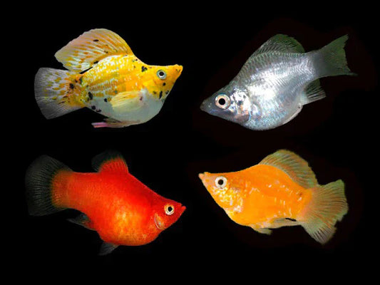 Assorted Balloon Molly - Poecilia Sphenops