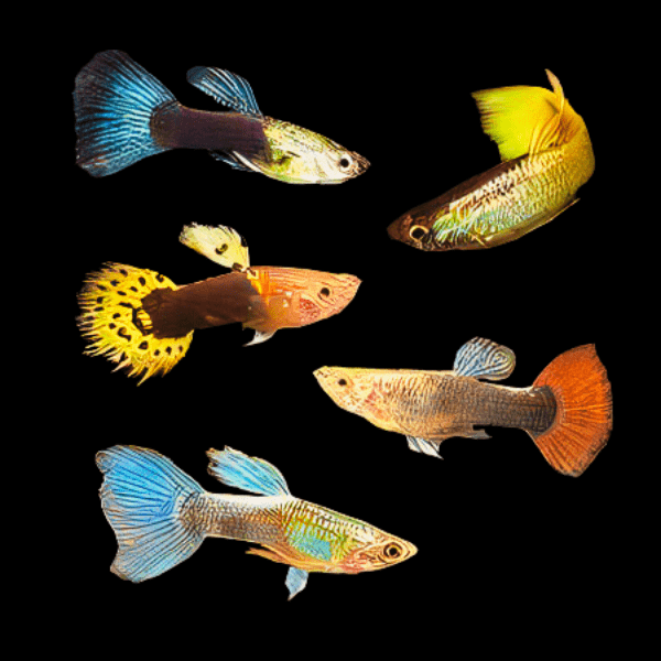 Assorted Male Guppy - Poecilia Reticulata