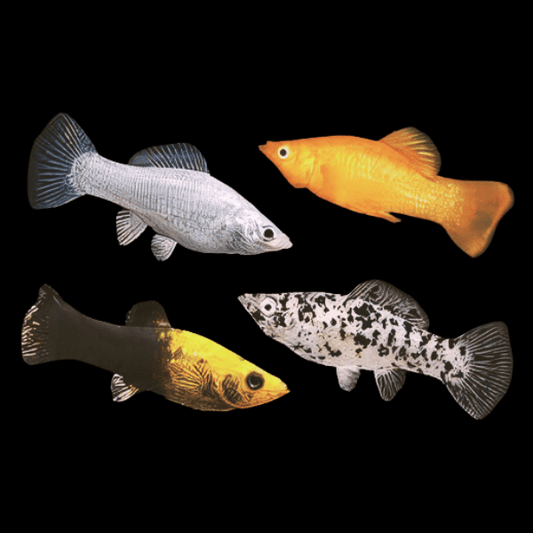Assorted Lyra Molly - Poecilia Sphenops