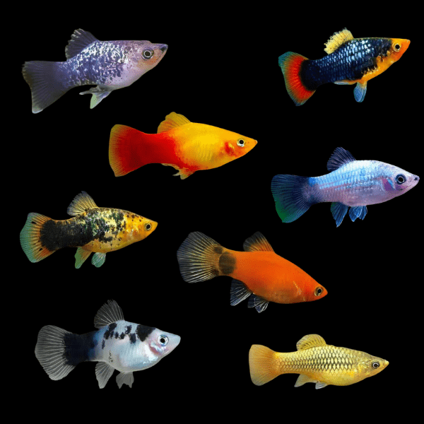 Assorted Platy - Xiphophorus Maculatus