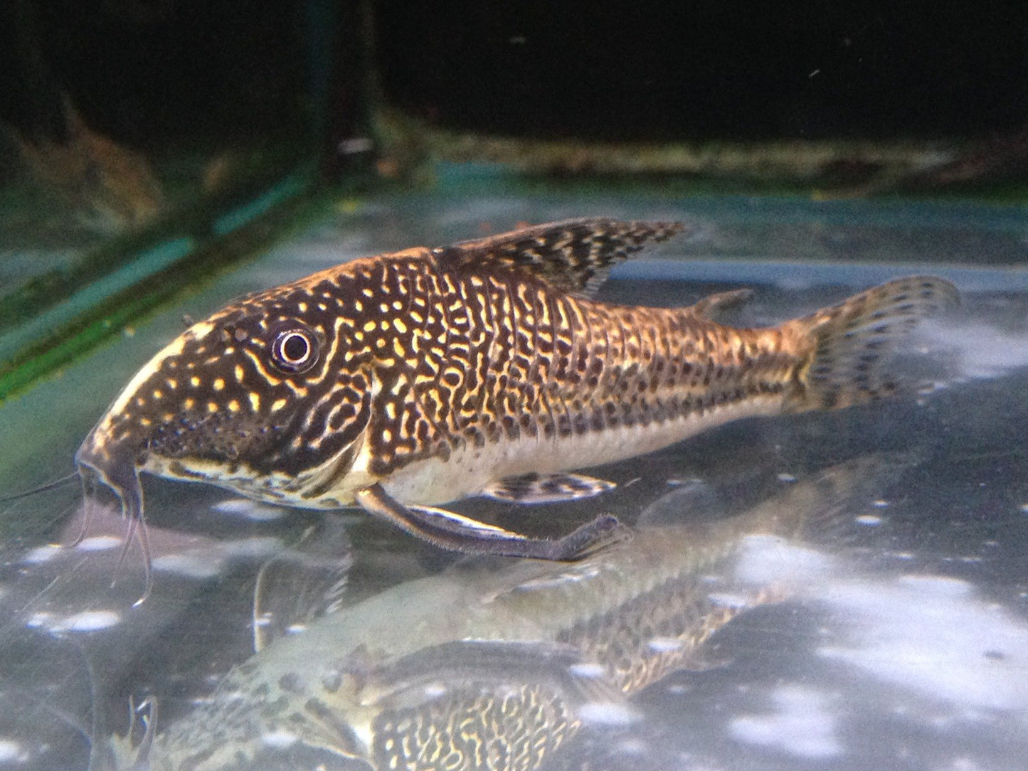 Filigree Corydoras - Scleromystax Barbatus